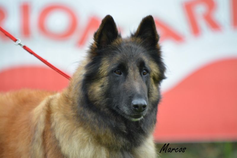 40-MEIGA DE FONTESERRA (1)